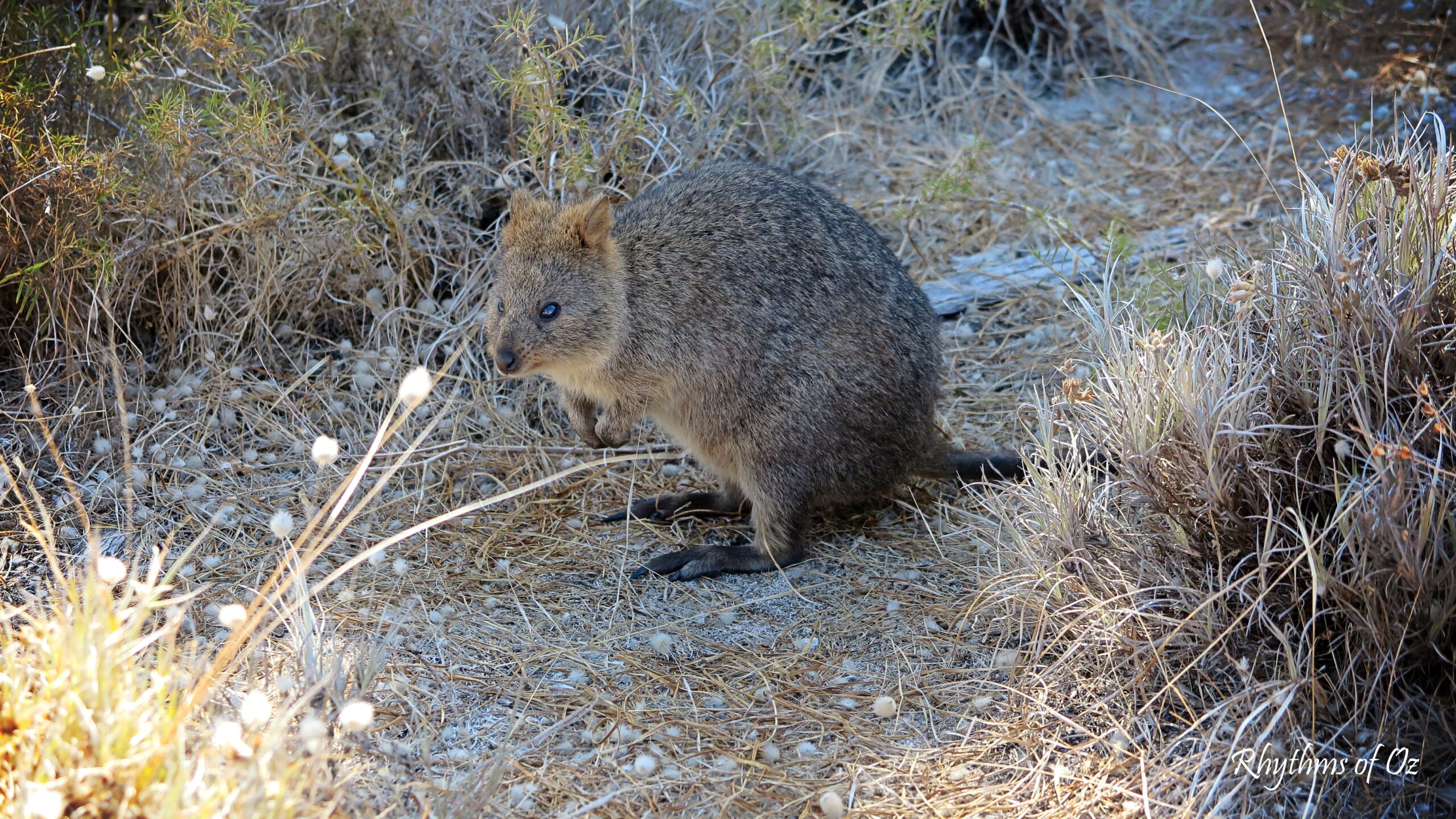 Rottnest Island
